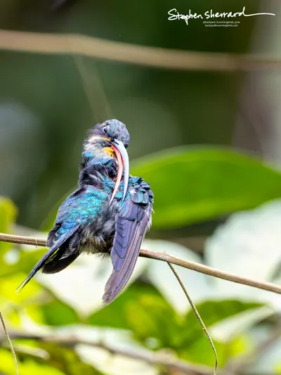 Hummingbirds of Costa Rica
